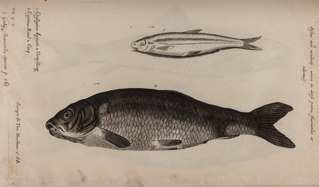 Detail of Greyling and carp by Unknown