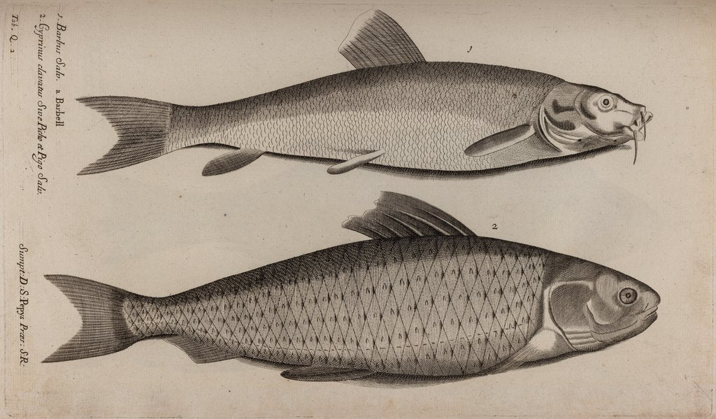 Detail of Barbel and carp by Unknown