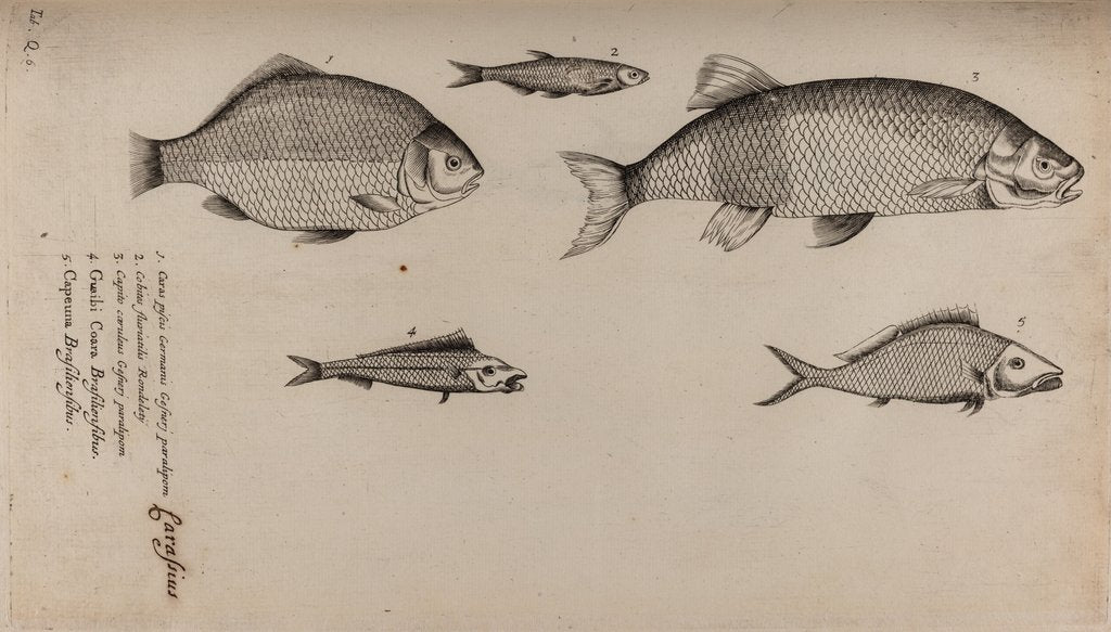 Detail of Various fish specimens by Unknown