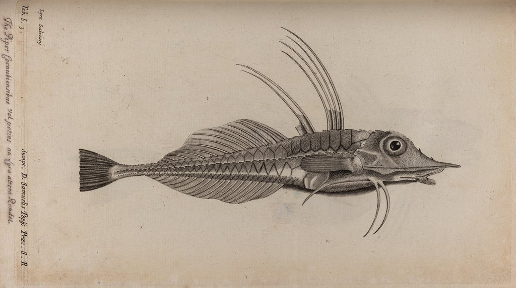 Detail of Piper gurnard by Unknown