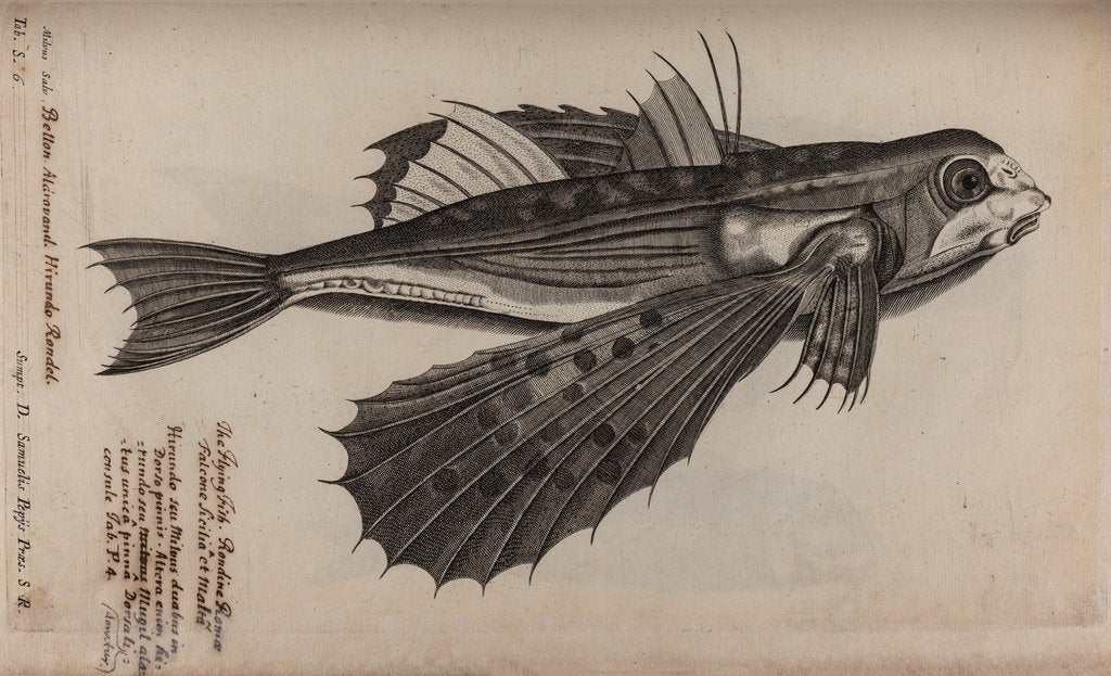 Detail of Flying fish by Unknown