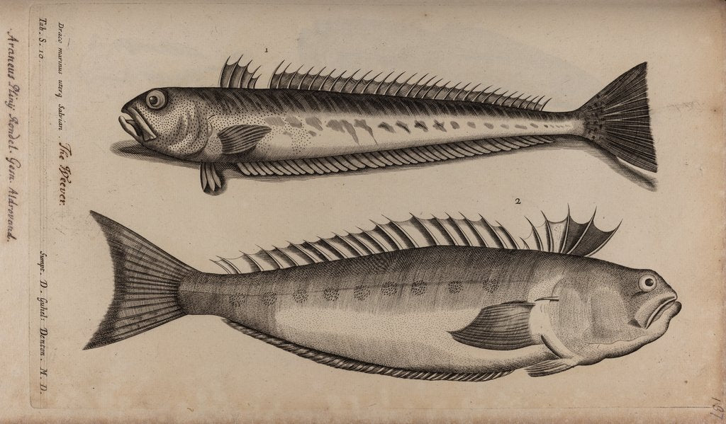 Detail of Weeverfish by Unknown