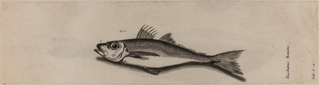 Detail of Mackerel by Unknown