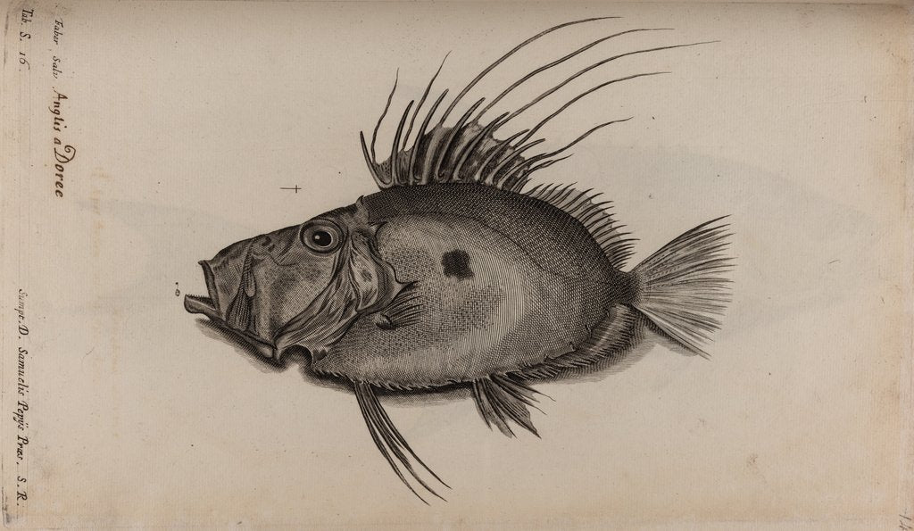 Detail of John dory by Unknown