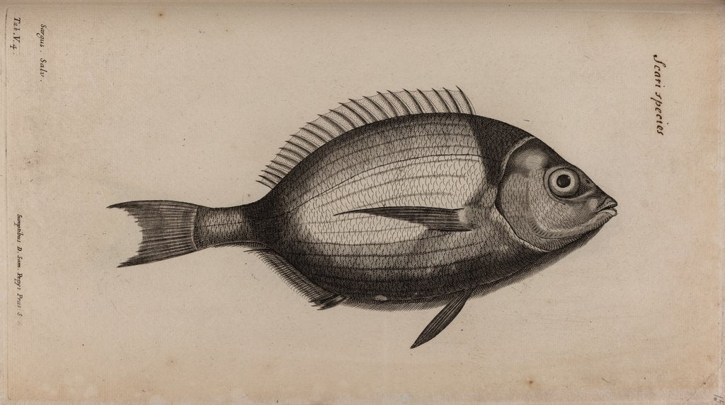 Detail of Bream by Unknown