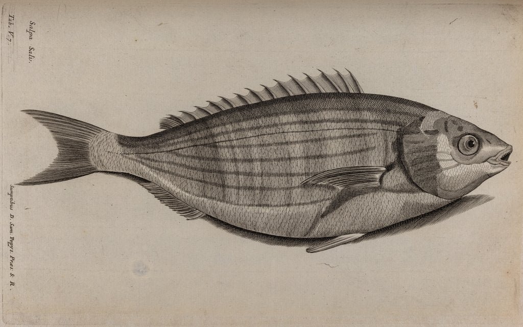 Detail of Dreamfish by Unknown