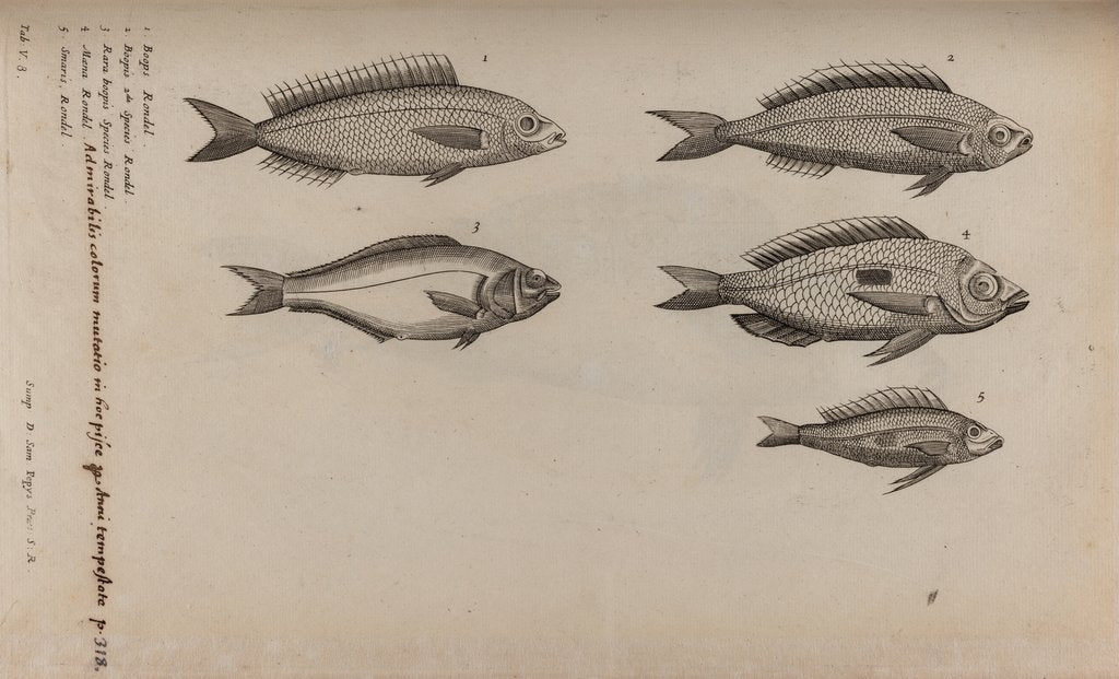 Various fish specimens posters & prints by Unknown