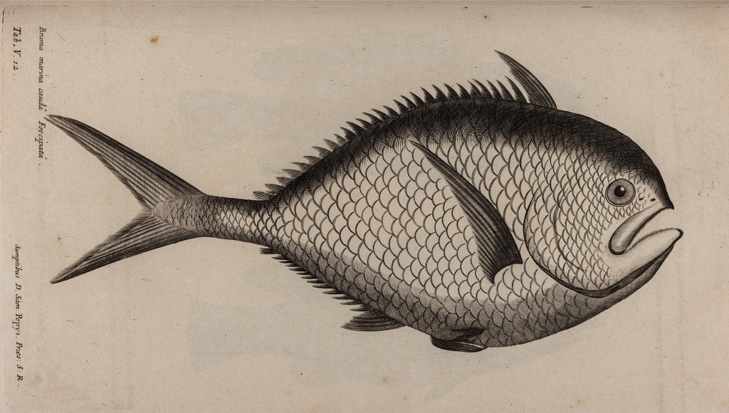 Detail of Atlantic pomfret by Unknown