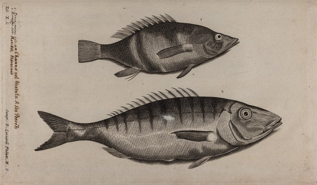 Detail of Perch and momyrus by Unknown