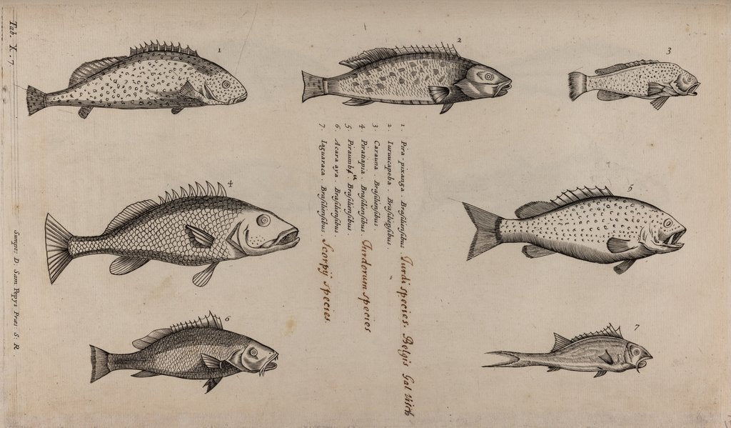 Various fish specimens posters & prints by Unknown