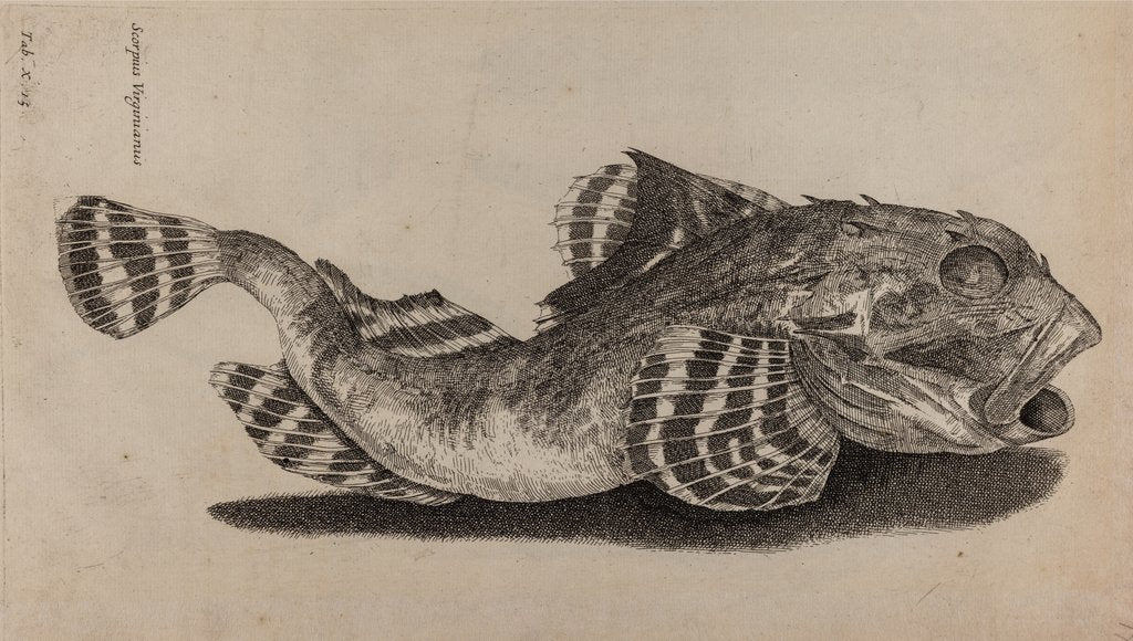 Detail of Shorthorn sculpin by Unknown