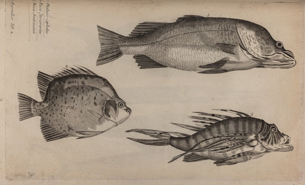 Detail of Three fish specimens by Unknown