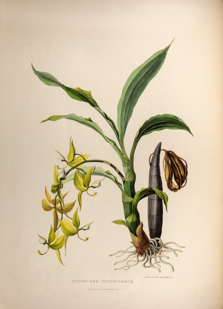 Detail of Cycnoches ventricosum by Maxim Gauci