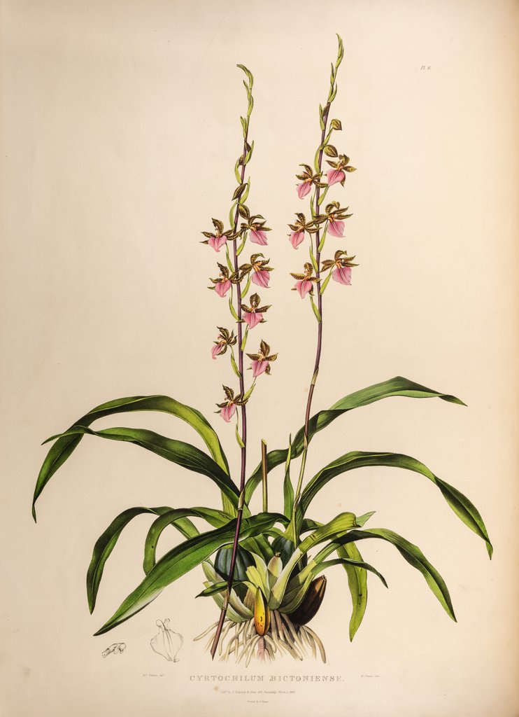 Detail of Cyrtochilum bictoniense by Maxim Gauci after Augusta Innes Withers