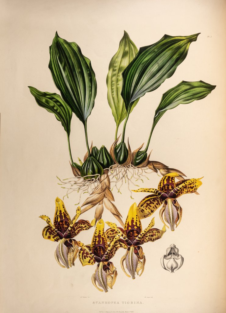 Detail of Stanhopea tigrine by Maxim Gauci after Augusta Innes Withers