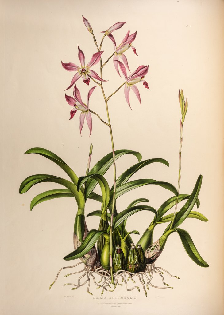 Detail of Laelia autumnalis by Maxim Gauci after Augusta Innes Withers