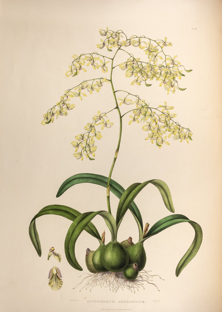 Detail of Epidendrum aromaticum by Maxim Gauci after Sarah Anne Drake