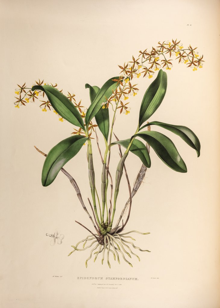 Detail of Epidendrum stamfordianum by Maxim Gauci after Augusta Innes Withers