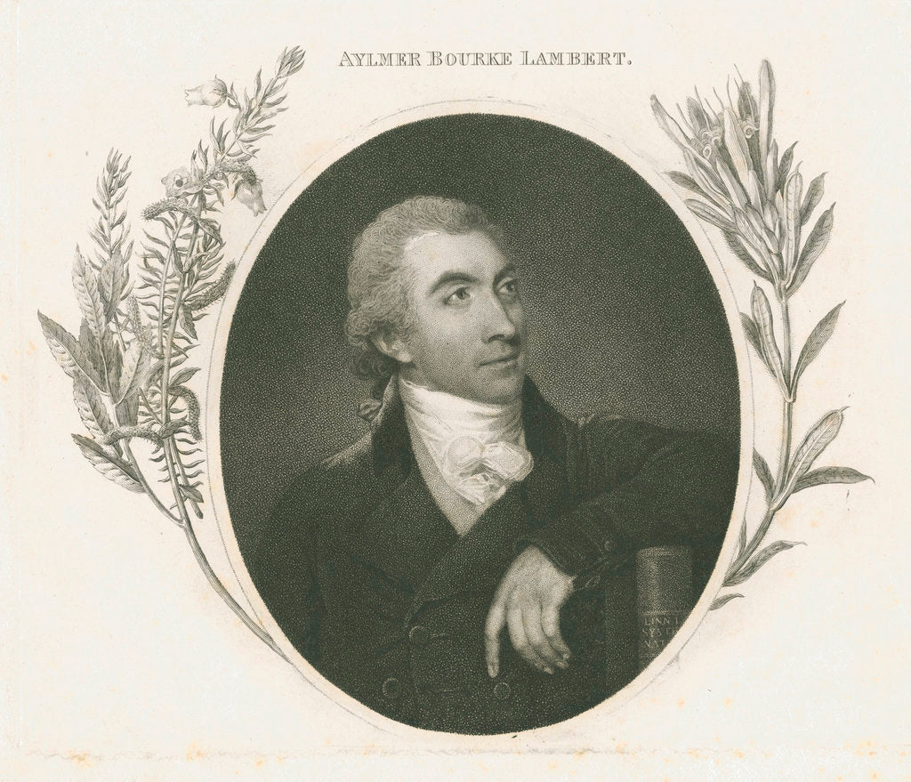 Detail of Portrait of Aylmer Bourke Lambert (1761-1842) by unknown