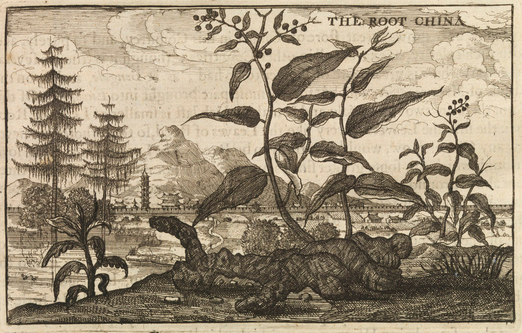 Detail of 'The Root China' by Wenceslaus Hollar