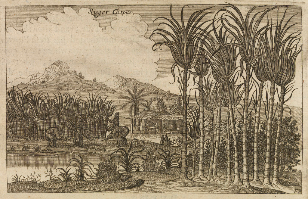 Detail of 'Sugar canes' by Wenceslaus Hollar