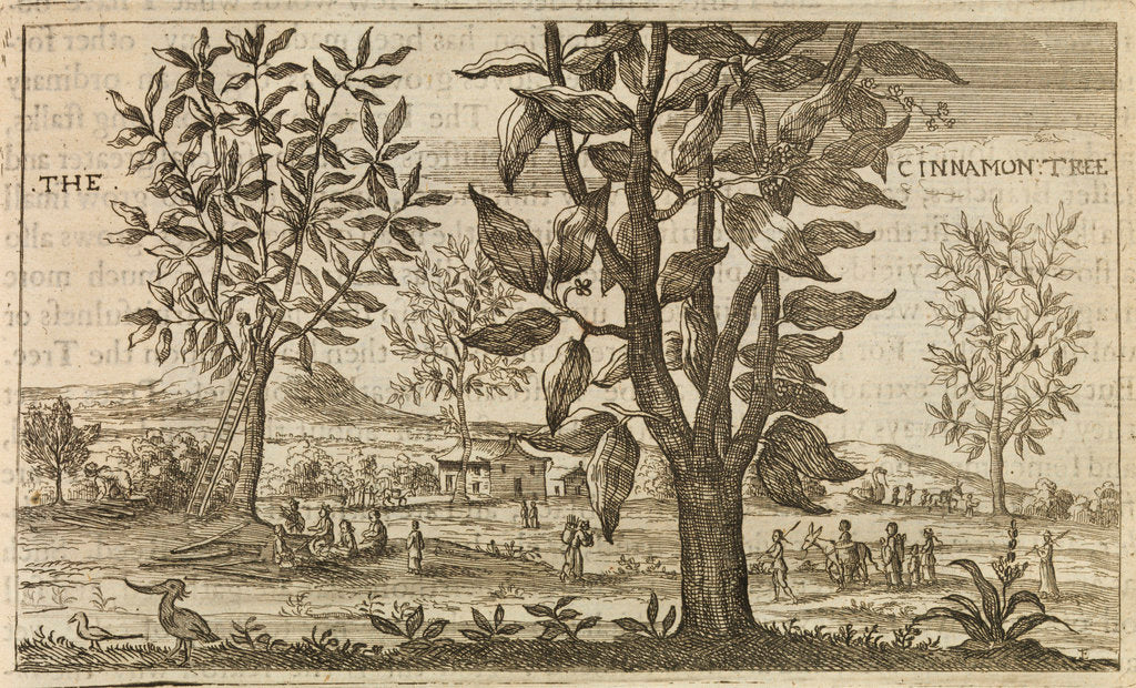 Detail of 'The Cinnamon Tree' by Wenceslaus Hollar