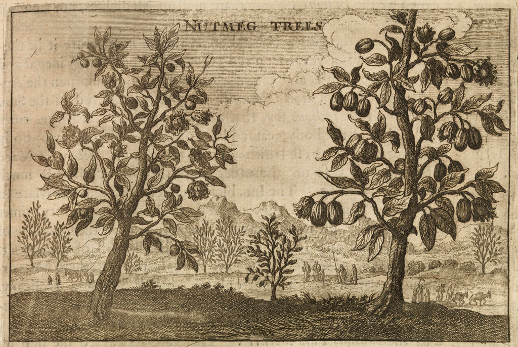 Detail of 'Nutmeg Trees' by Wenceslaus Hollar