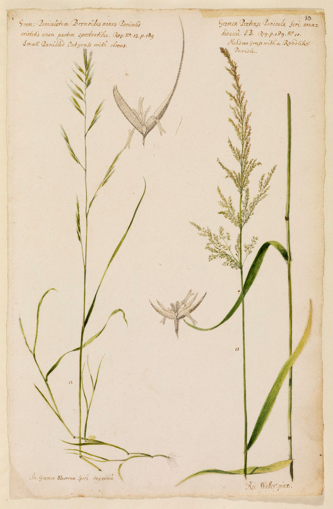 Small panicled oat grass and meadow grass with reed-like panicle by Richard Waller