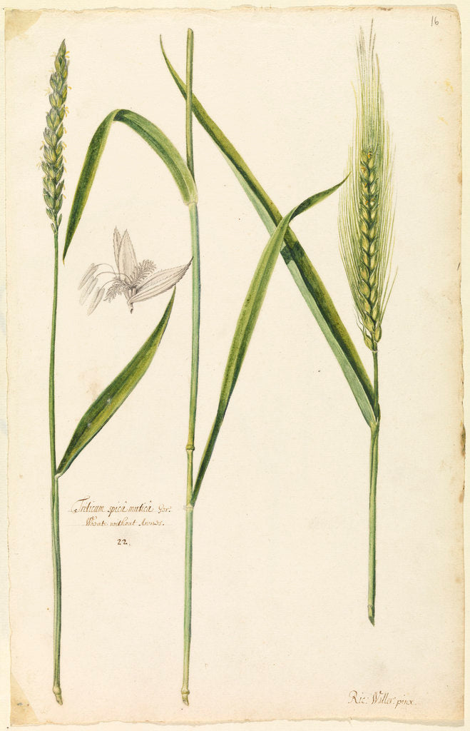 Detail of White wheat by Richard Waller