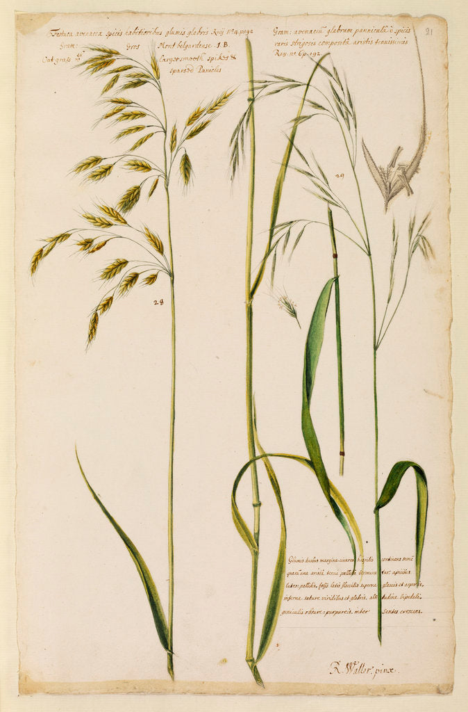 Detail of Oat grass with smooth spikes & sparsed panicles by Richard Waller