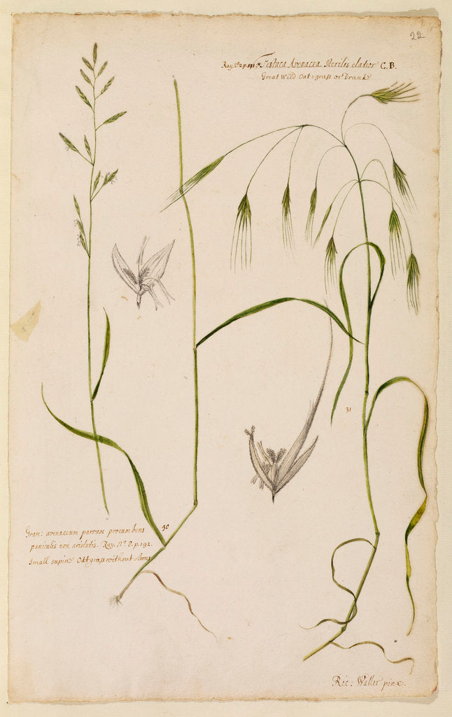 Small supine oat grass and great wild oat grass by Richard Waller
