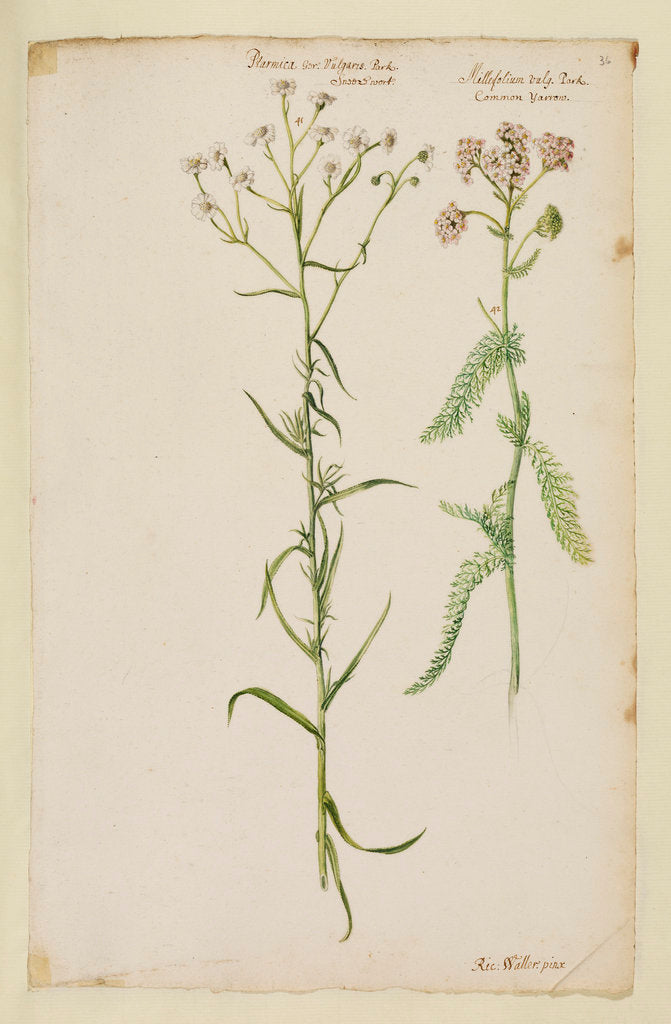 Detail of Sneezewort and common yarrow by Richard Waller