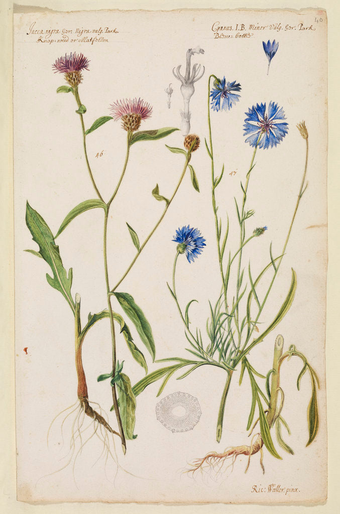 Detail of Knap-weed or matfelon and cornflower or bluebottle by Richard Waller