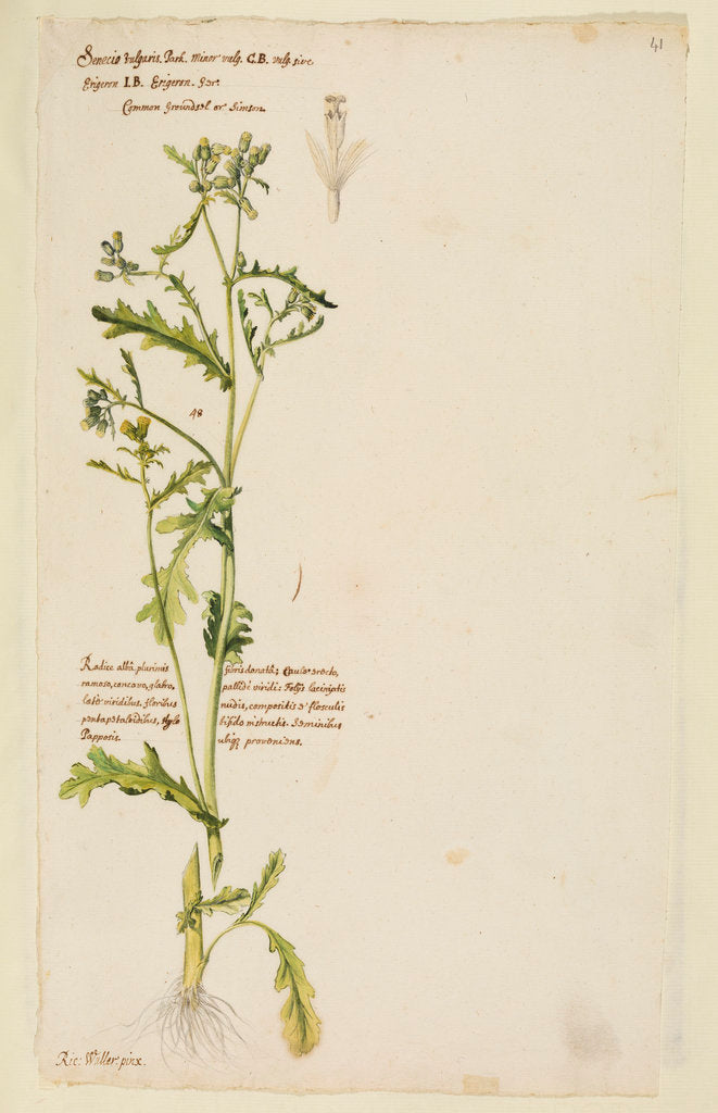 Detail of Common groundsel or simson by Richard Waller