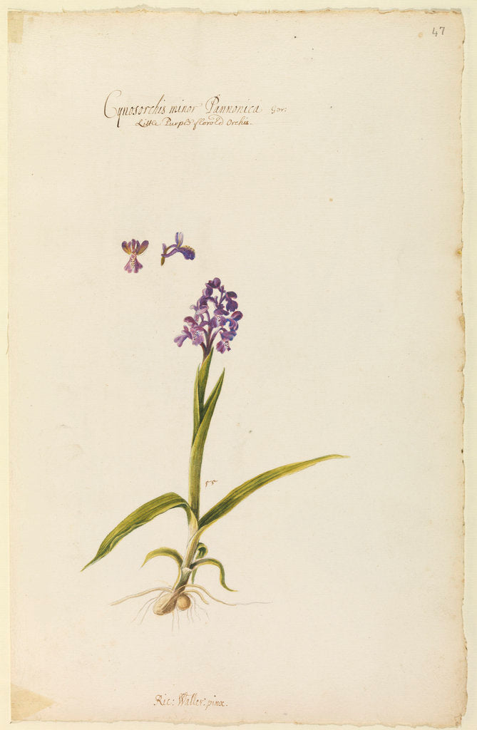 Little purple flowered orchid by Richard Waller