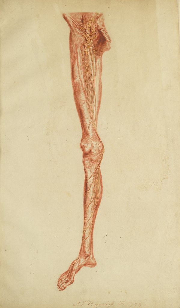 Detail of Anatomical study of leg and foot by Andreas van Rymsdyk