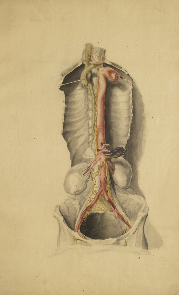 Detail of Anatomical study of the thoracic duct by Thomas Bonnor