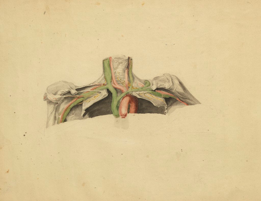 Detail of Anatomical study of the thoracic duct by Thomas Bonnor