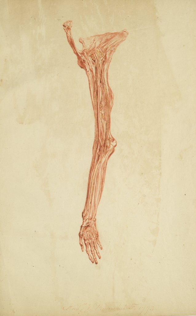 Detail of Anatomical study of arm and hand by Andreas van Rymsdyk