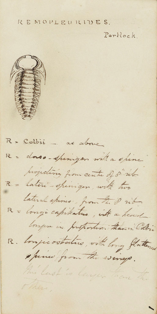 Detail of Remopleurides, genus of trilobite by Henry James