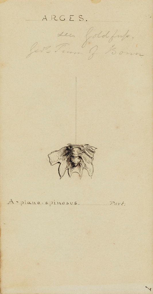 Arges, genus of trilobite by Henry James