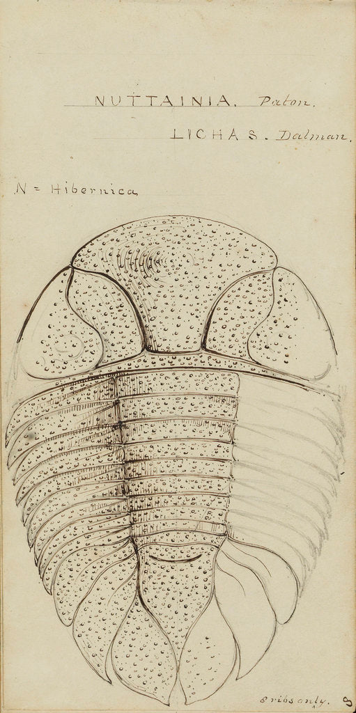 Detail of Nuattainia and Lichas, species of trilobite by Henry James