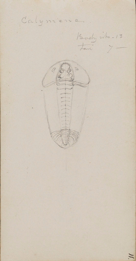Detail of Calymene, genus of trilobite by Henry James