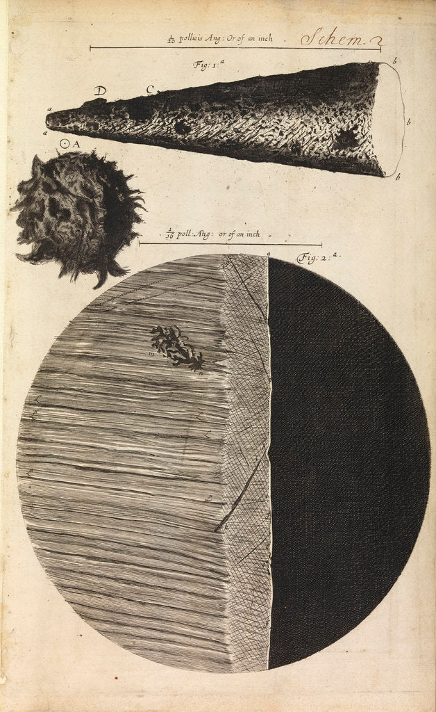 Microscopic views of the point of a needle; printed full-stop; edge of razor by Robert Hooke