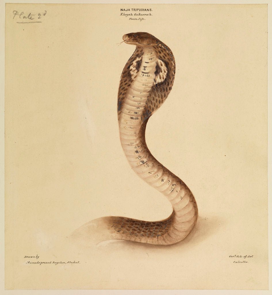 Indian cobra by Annada Prasad Bagchi