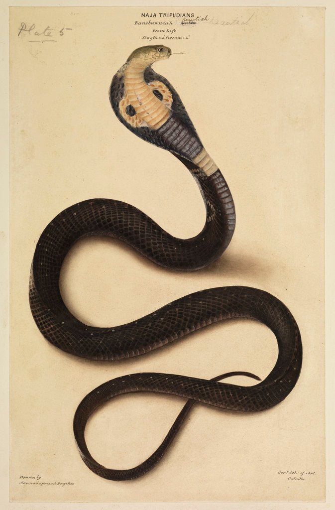 Indian cobra by Annada Prasad Bagchi