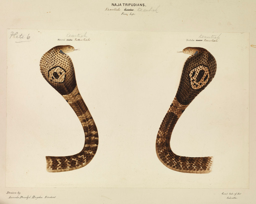 Detail of Indian cobra by Annada Prasad Bagchi