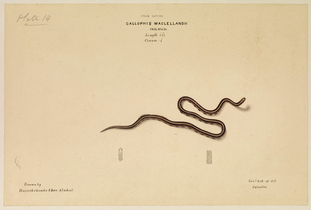 Detail of MacClelland's Coral Snake [?] by Annada Prasad Bagchi