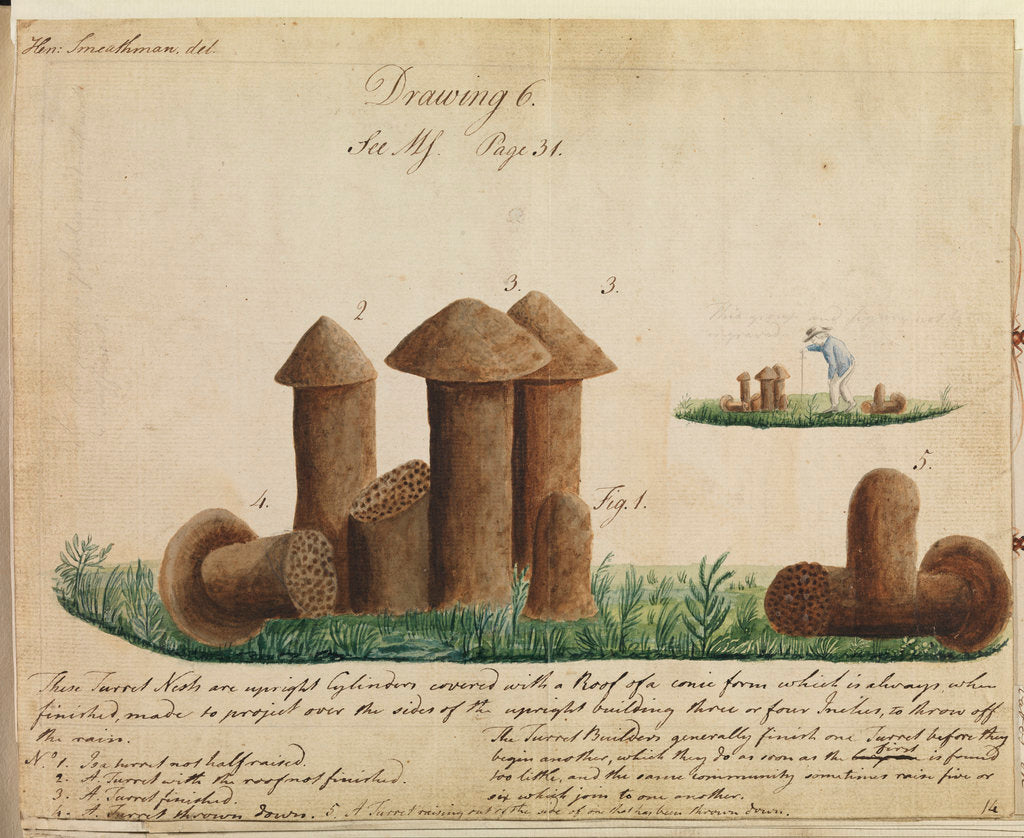 Detail of Turret nests of termites by Henry Smeathman