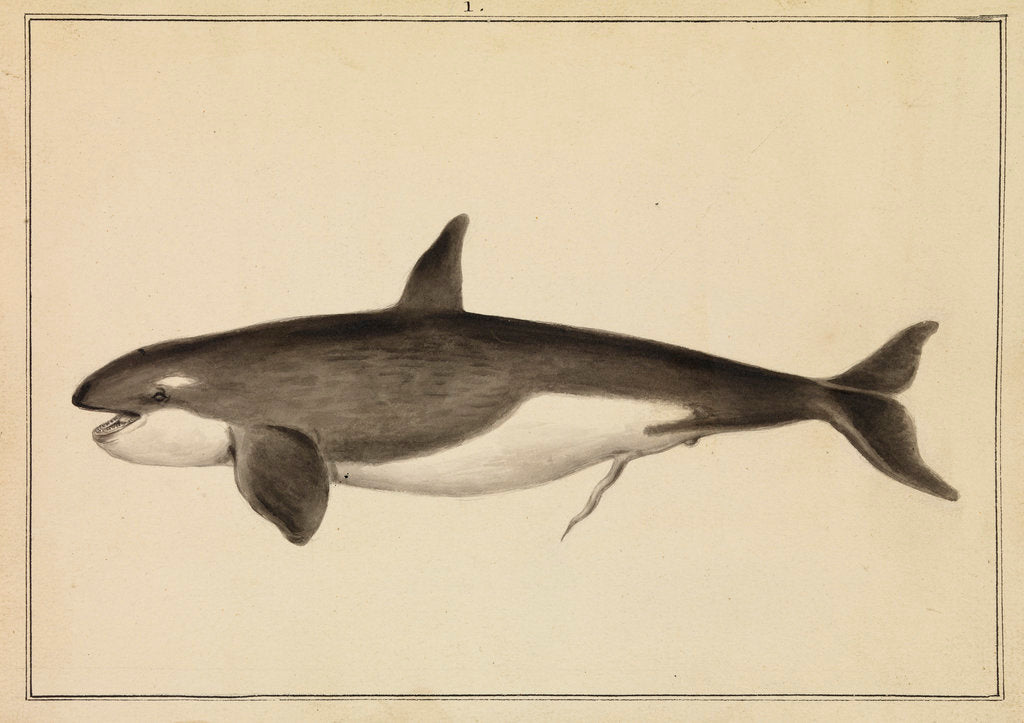 Detail of Grampus [Killer whale] by William Bell